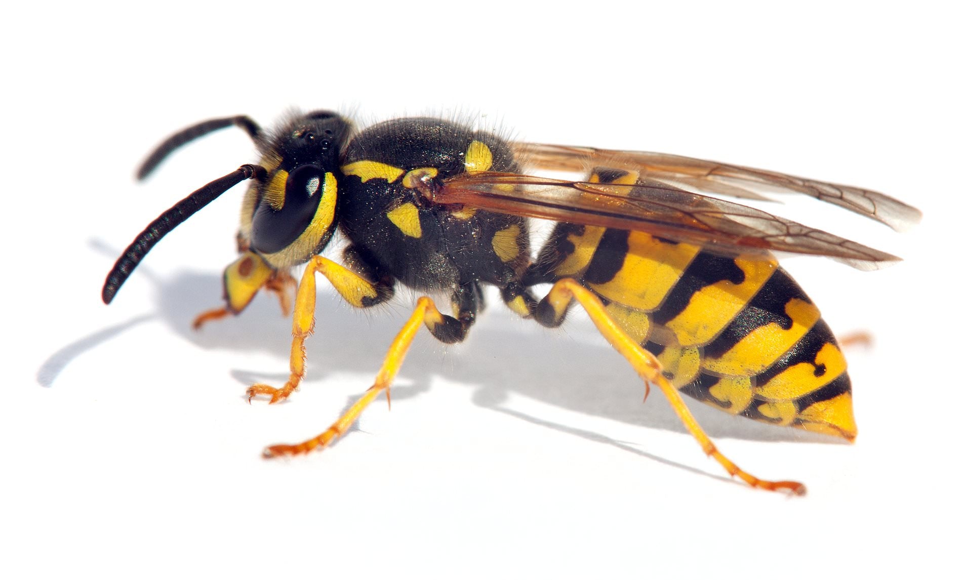 Gel takes The Sting Out Of Wasp Attack